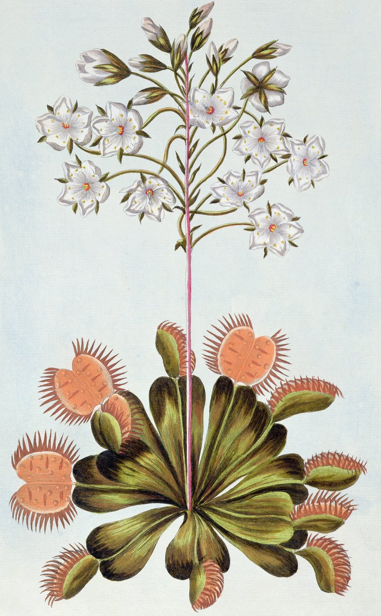 Pułapka na muchy Venus, płyta 84, z „Collection Precieuse et Enluminee”, tom III (kolorowa grawerunek) autorstwa Pierre Joseph Buchoz