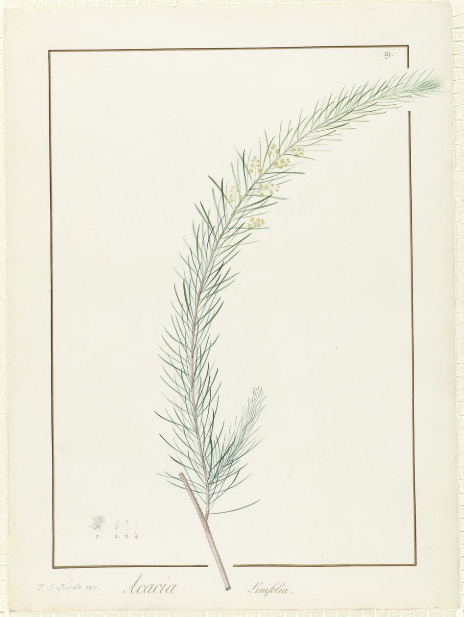 Acacia Linifolia, 1813 (wc i kolor nadwozia na śladach grafitu na welinie) autorstwa Pierre Joseph Redouté
