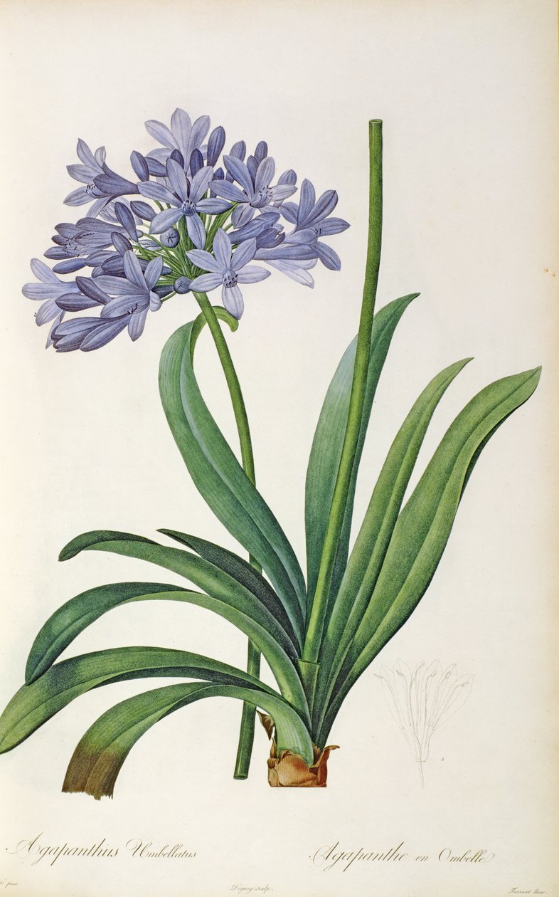 Agapanthus umbrellatus, z „Les Liliacees” Pierre