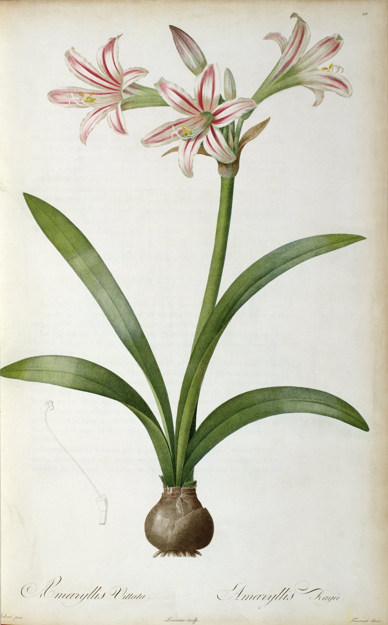 Amaryllis Vittata, z „Les Liliacees” Pierre