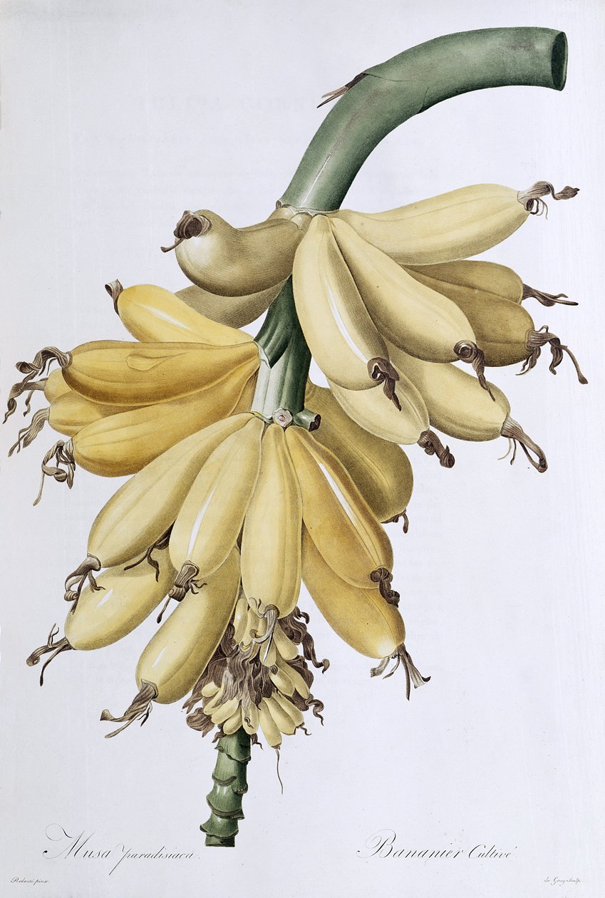 Banan, 1816 autorstwa Pierre Joseph Redouté