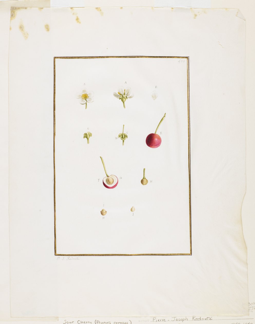 Rozbiór botaniczny: Wiśnia (Prunus cerasus), ok. 1778-90 (wc i grafit na papierze) autorstwa Pierre Joseph Redouté