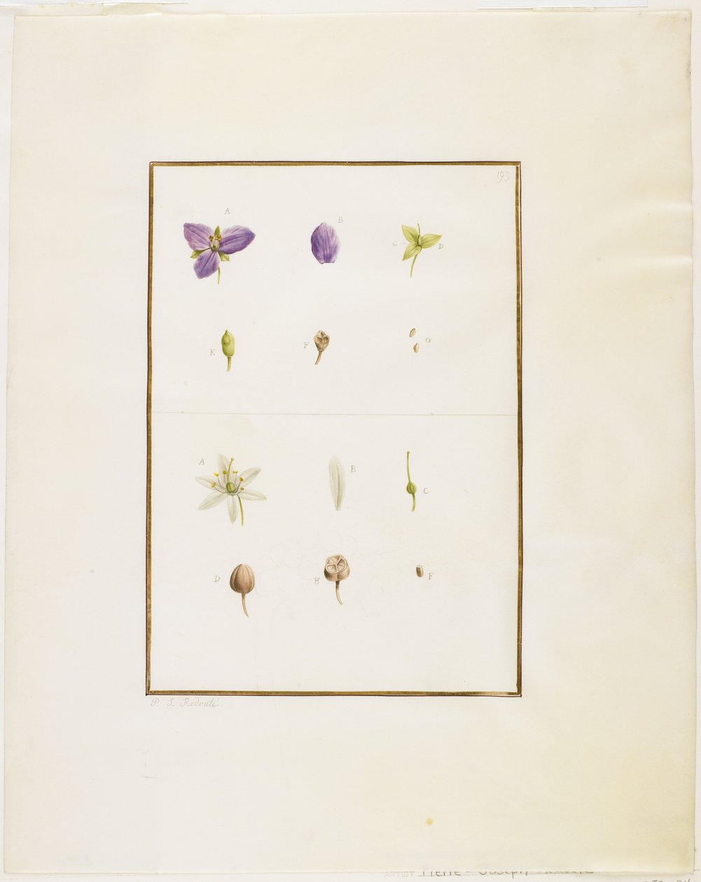 Rozcięcie botaniczne: Spiderwort i Senna, ok. 1778-90 (wc i grafit na papierze) autorstwa Pierre Joseph Redouté
