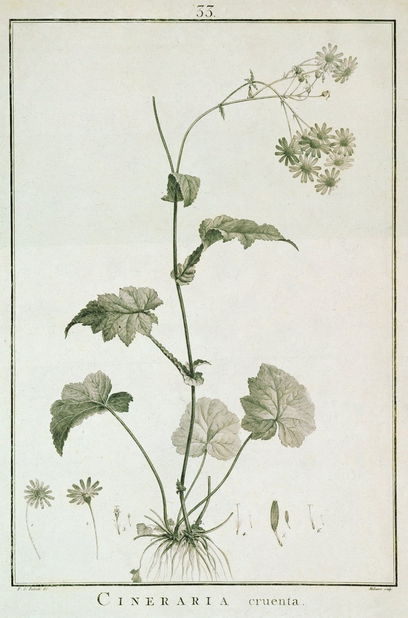 Cineraria Cruenta, z „Sertum Angelicum”, wydana w 1788 r. autorstwa Pierre Joseph Redouté