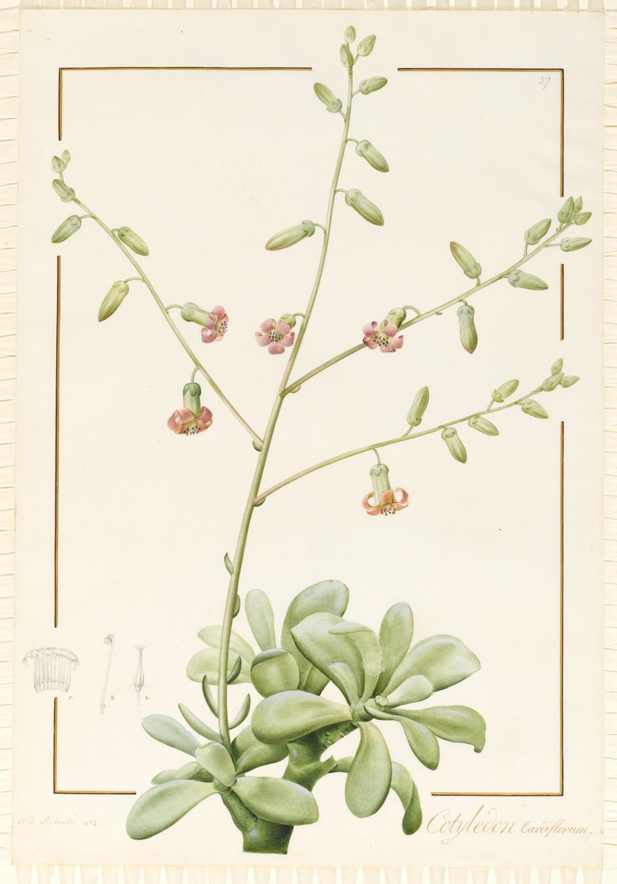 Cotyledon Cardiflorum, 1813 (wc i kolor nadwozia nad grafitem na welinie) autorstwa Pierre Joseph Redouté