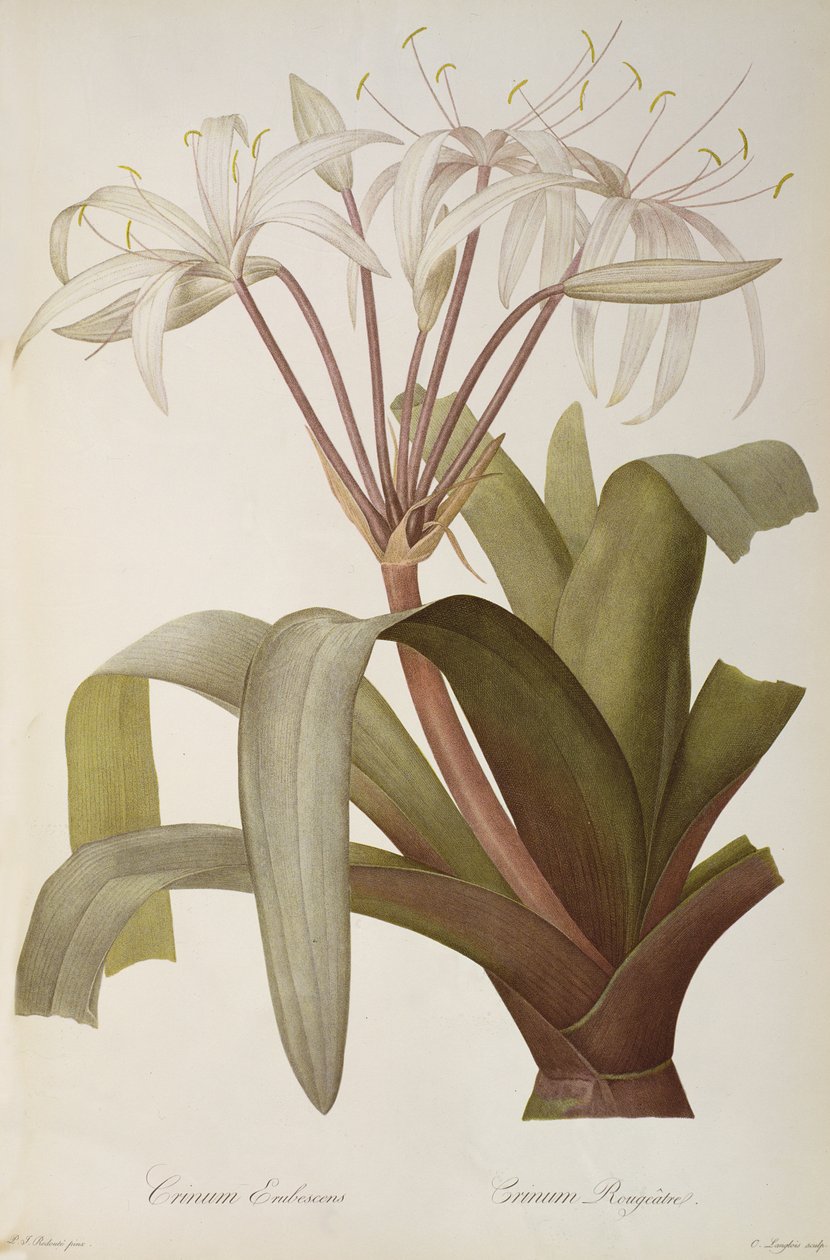 Crinum Erubescens lub Crinum Rougeatre, z `Les Liliacees