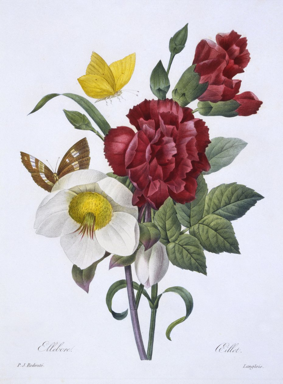 Ciemiernik i wilczomlecz, z "Choix des plus belles fleurs", wyd. Paryż, 1829 (rycina ręcznie kolorowana) autorstwa Pierre Joseph Redouté