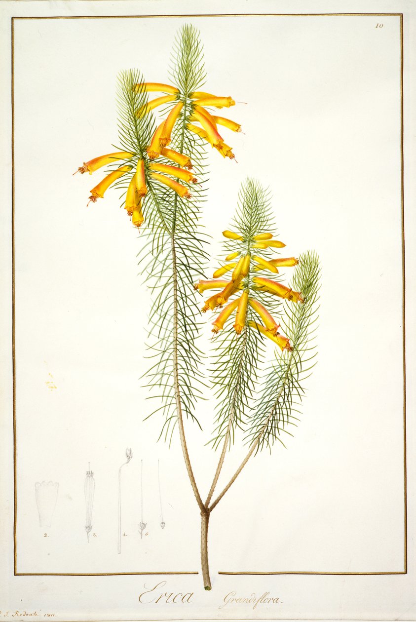 Erica Grandiflora, 1811 (wc i kolor nadwozia ze śladami grafitu na welinie) autorstwa Pierre Joseph Redouté