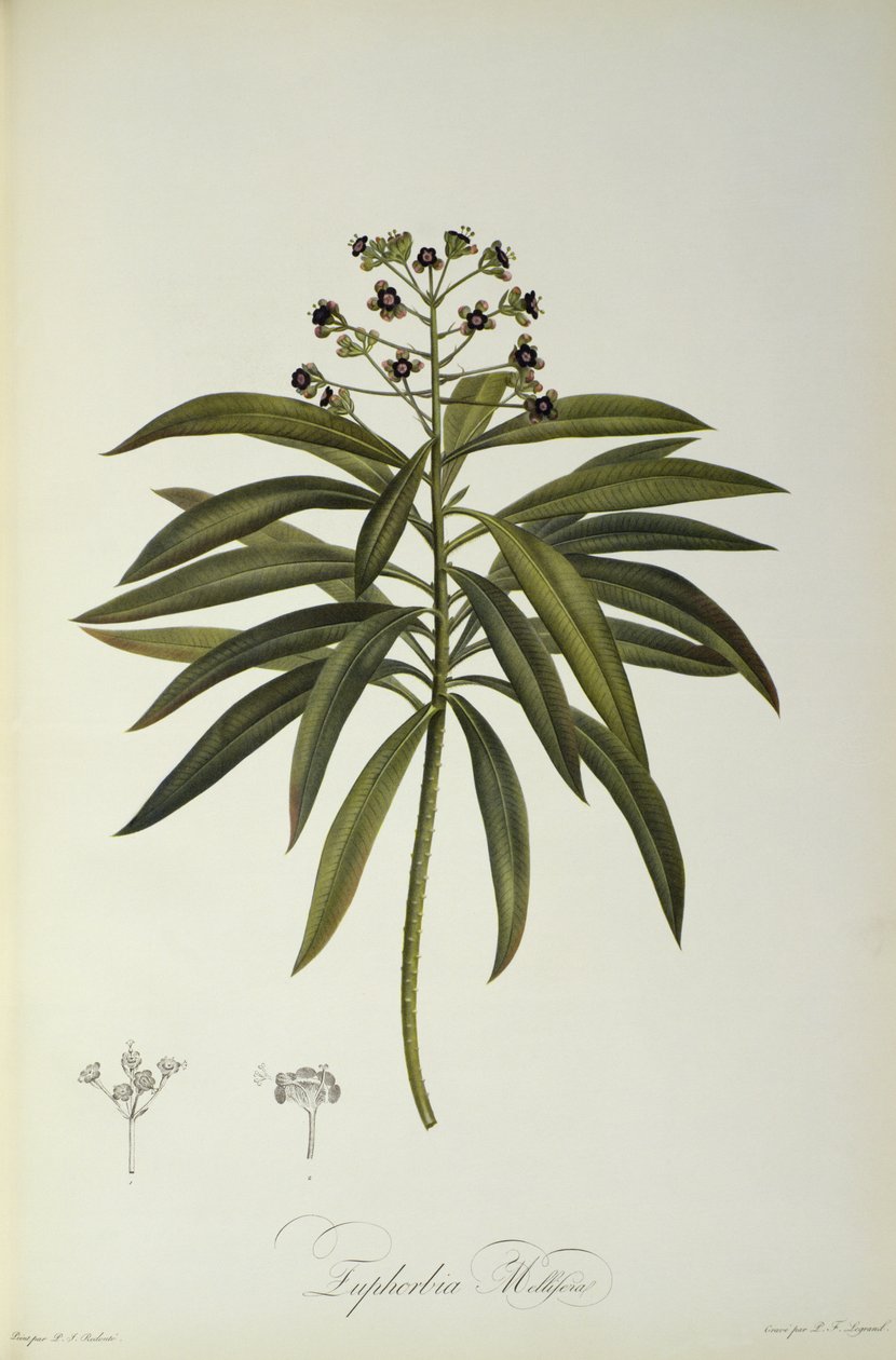 Euphorbia Mellifera, z „Le Jardin de la Malmaison”, 1802 autorstwa Pierre Joseph Redouté