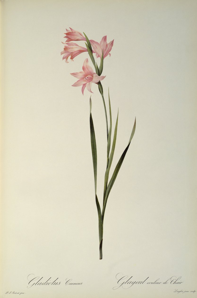 Gladiolus Carneus, z 