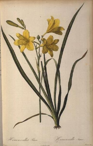 Hemerocallis Flava, z Les Liliacees autorstwa Pierre Joseph Redouté