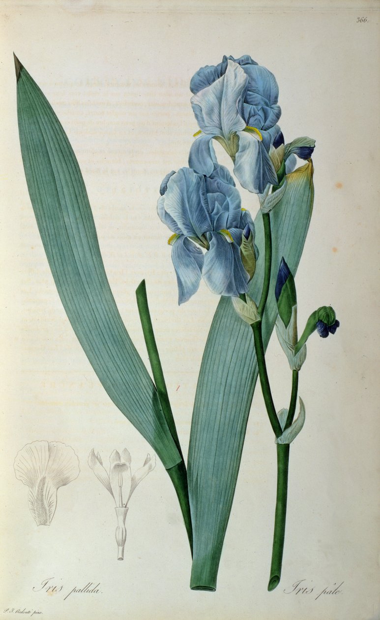 Iris Pallida, z „Les Liliacees”, 1805 autorstwa Pierre Joseph Redouté