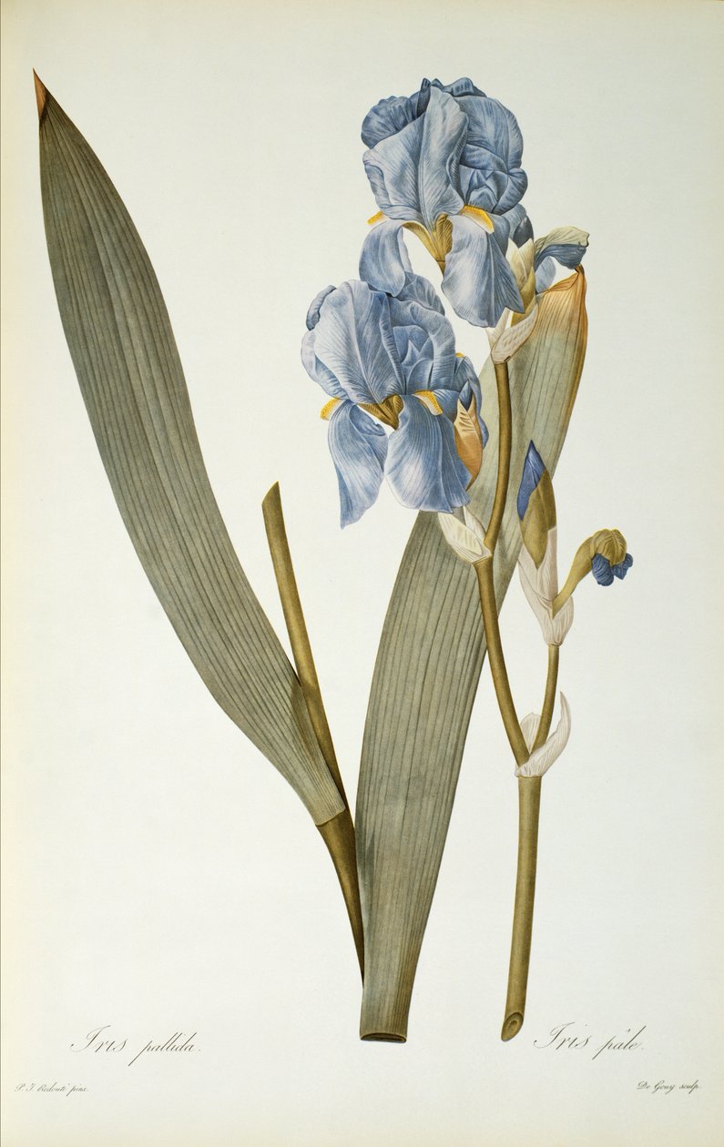 Iris Pallida, z „Les Liliacees”, 1812 autorstwa Pierre Joseph Redouté