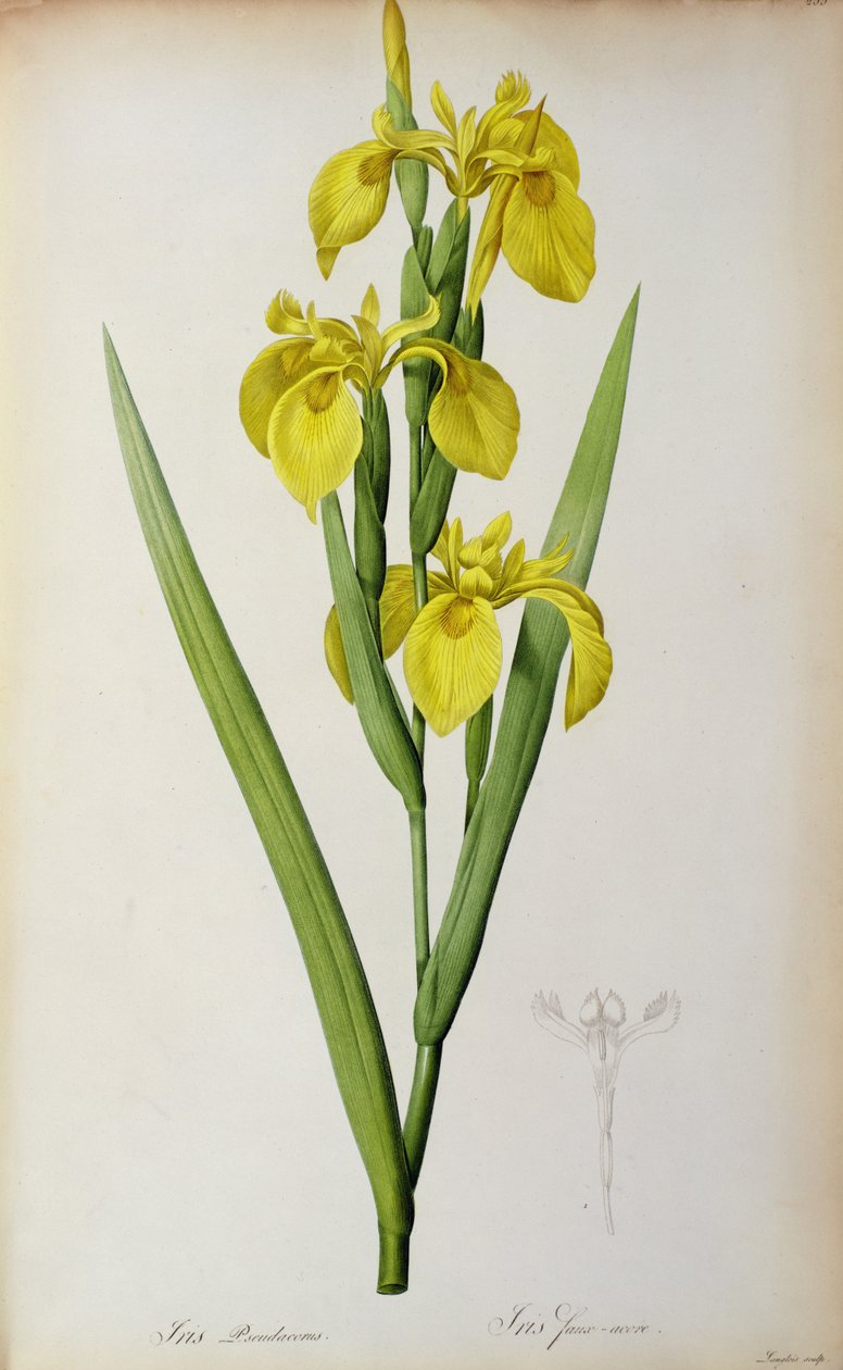 Iris Pseudacorus, z `Les Liliacees
