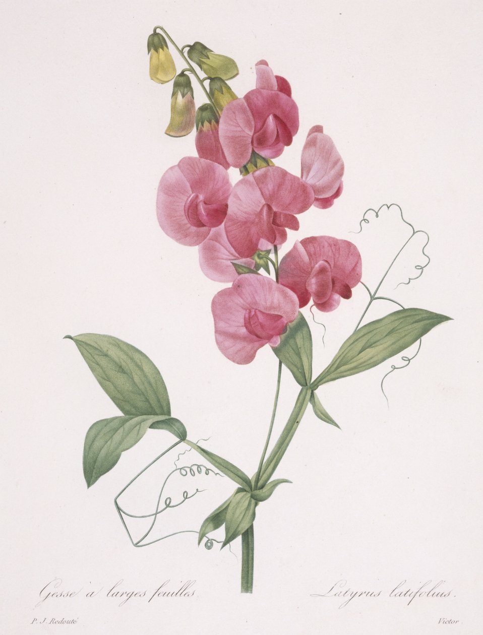 Lathyrus latifolius (wieczny groszek), 1827 autorstwa Pierre Joseph Redouté
