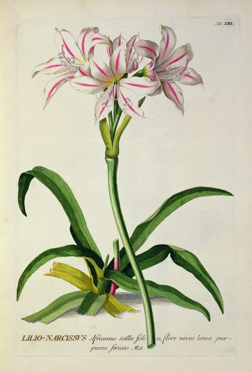 Lilio-Narcissus, Africanus، د "Plantae Selectae" څخه د کریسټوف جاکوب ټریو (1695-1769) څخه، 1750-73 خپور شوی autorstwa Pierre Joseph Redouté