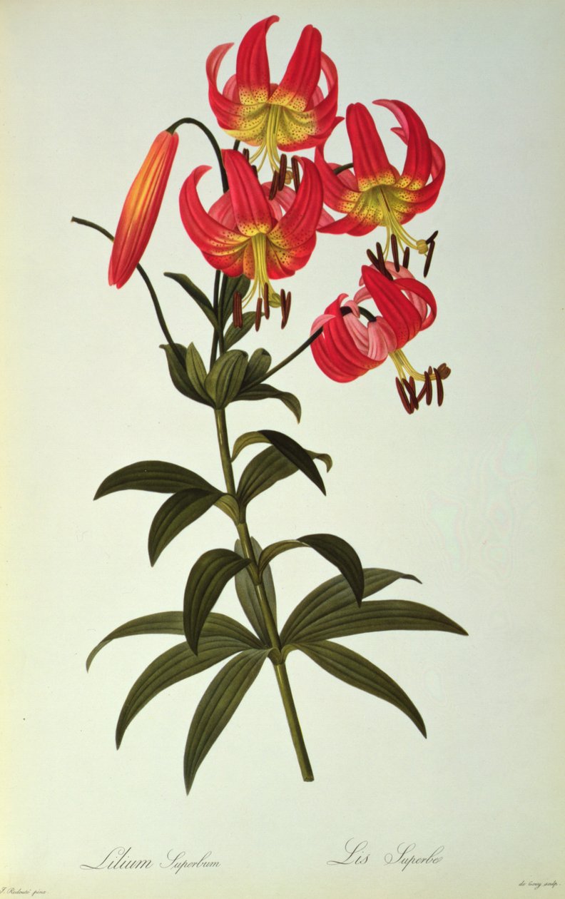 Lilium Superbum, z `Les Liliacees