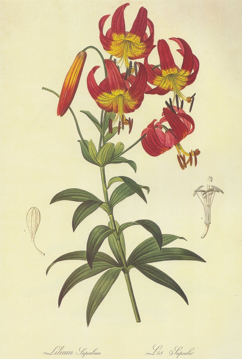 Litografia autorstwa Pierre Joseph Redouté