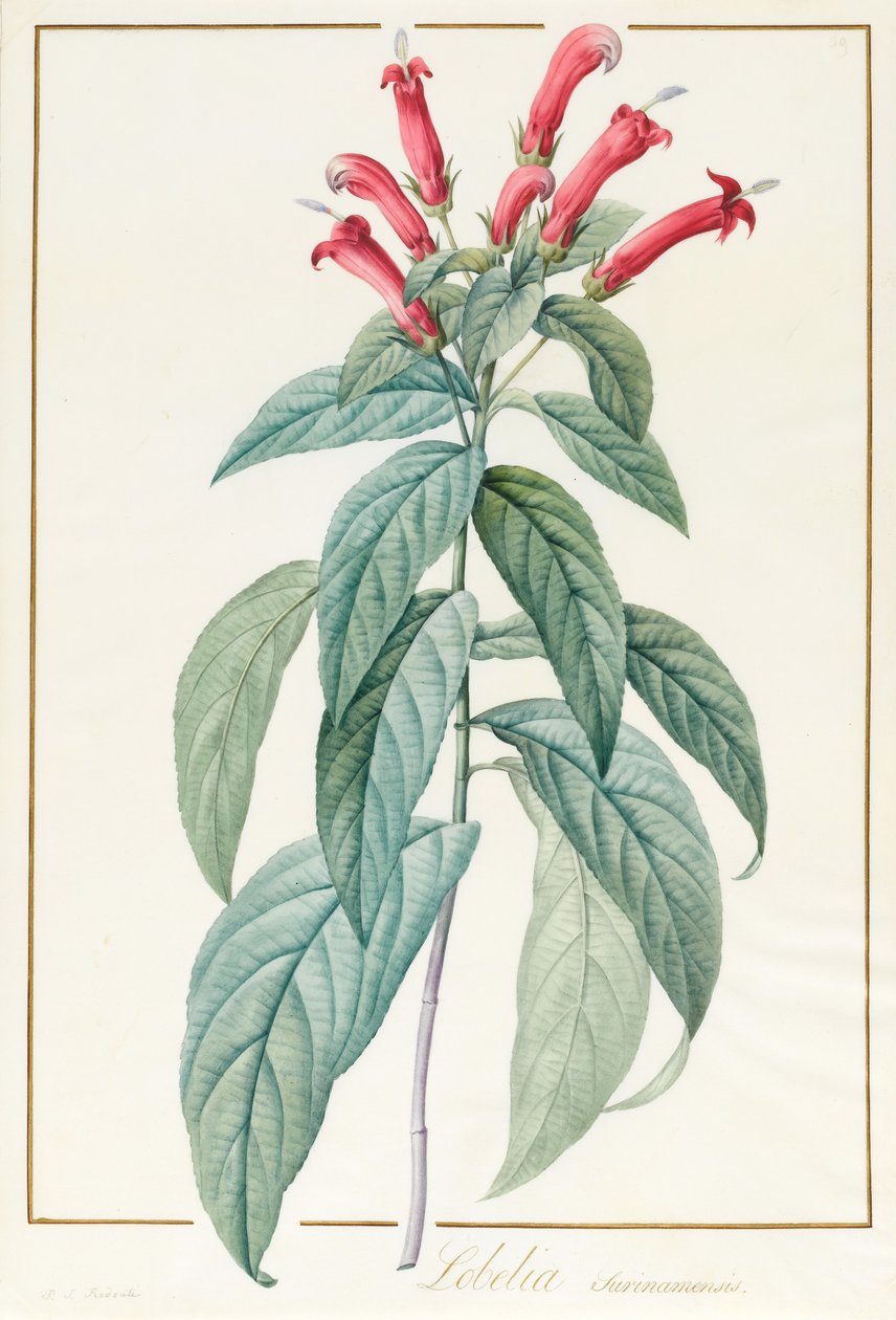 Lobelia Surinamensis (wc i kolor nadwozia nad grafitem na welinie) autorstwa Pierre Joseph Redouté