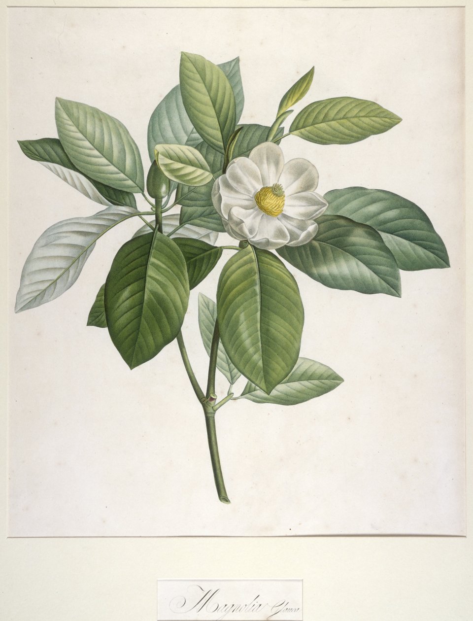 Magnolia Glauca, z Description des Plantes Rares Cultivees a Malmaison et a Navarre, 1813 autorstwa Pierre Joseph Redouté