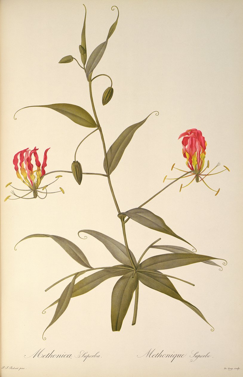 Methonica Superba, z „Les Liliacees”, 1809 autorstwa Pierre Joseph Redouté