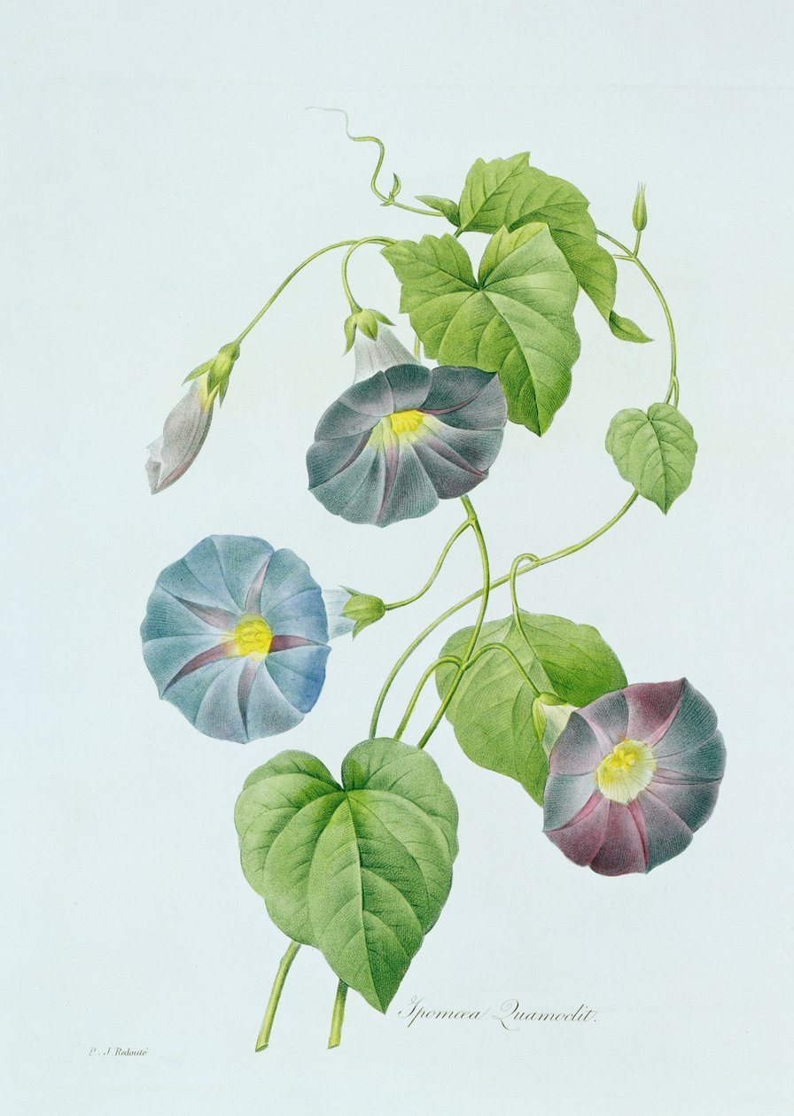 Morning Glory (kolorowe grawerowanie) autorstwa Pierre Joseph Redouté
