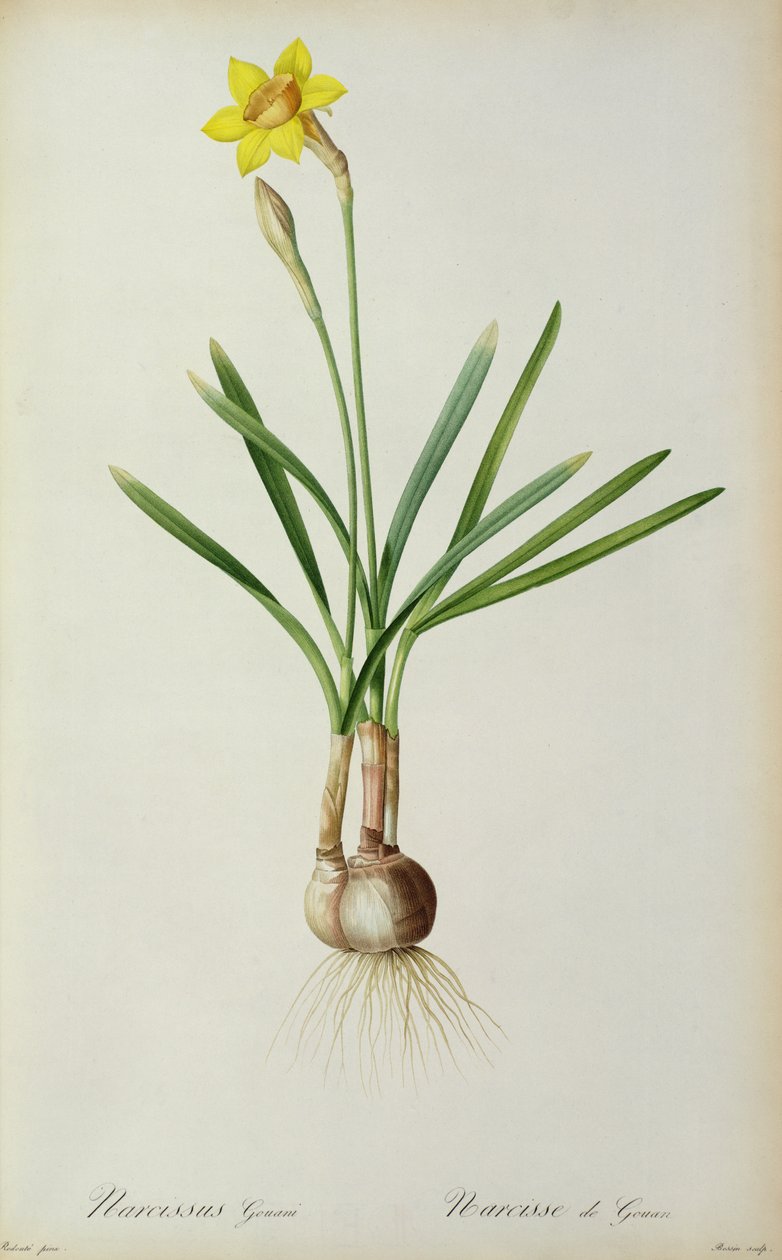 Narcyz Gouani, z „Les Liliacees”, 1805 autorstwa Pierre Joseph Redouté