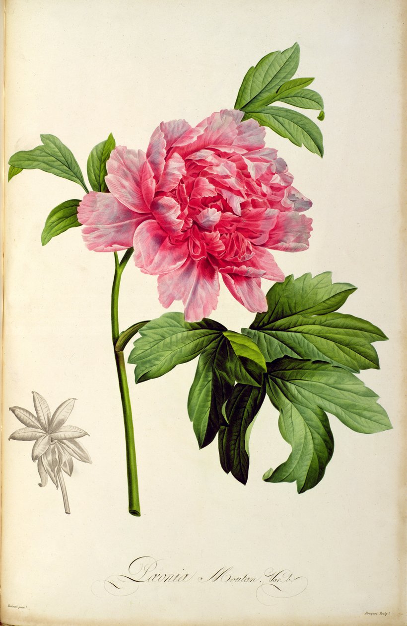 Paeonia Moutan, ok.1799 (ręcznie barwiony grawerunek) autorstwa Pierre Joseph Redouté