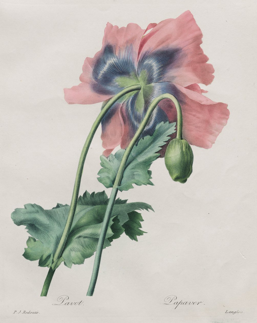 Mak (Papaver), z Redouté, autorstwa Pierre Joseph Redouté