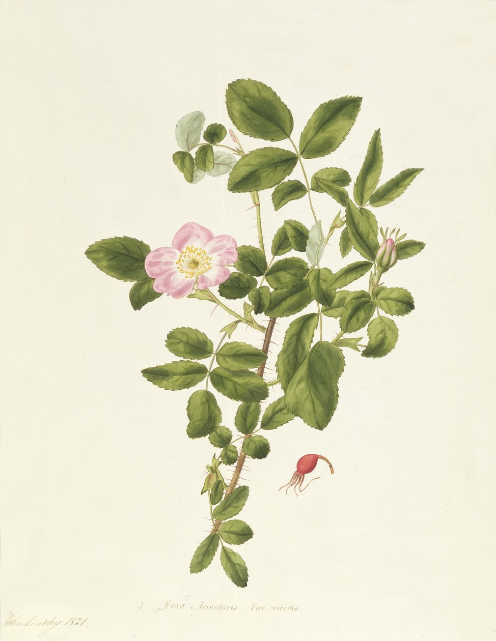 Rosa acicularis viridis autorstwa Pierre Joseph Redouté