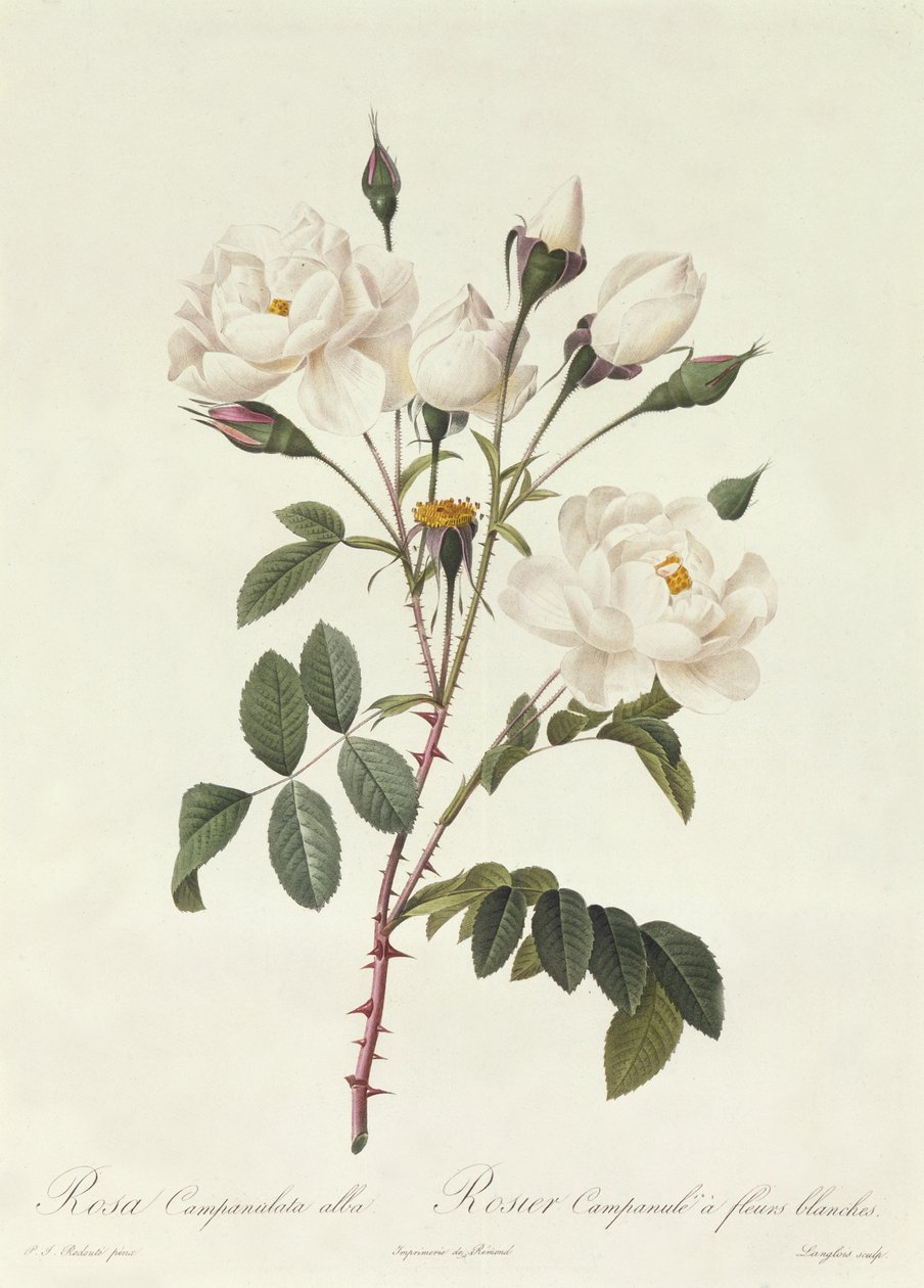 Rosa Campanulata Alba autorstwa Pierre Joseph Redouté