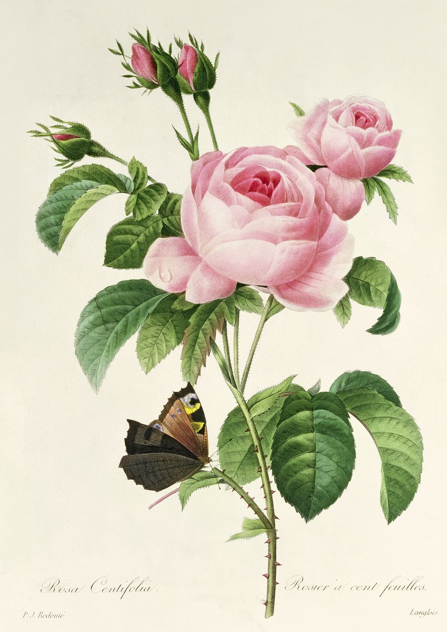 Rosa Centifolia autorstwa Pierre Joseph Redouté