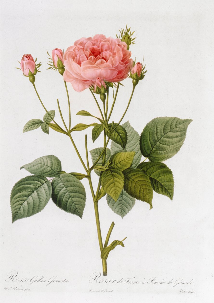 Rosa Gallica Granatus, z „Les Roses”, tom II, 1821 autorstwa Pierre Joseph Redouté
