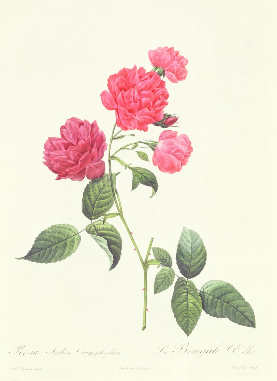 Rosa Indica Caryophyllea autorstwa Pierre Joseph Redouté