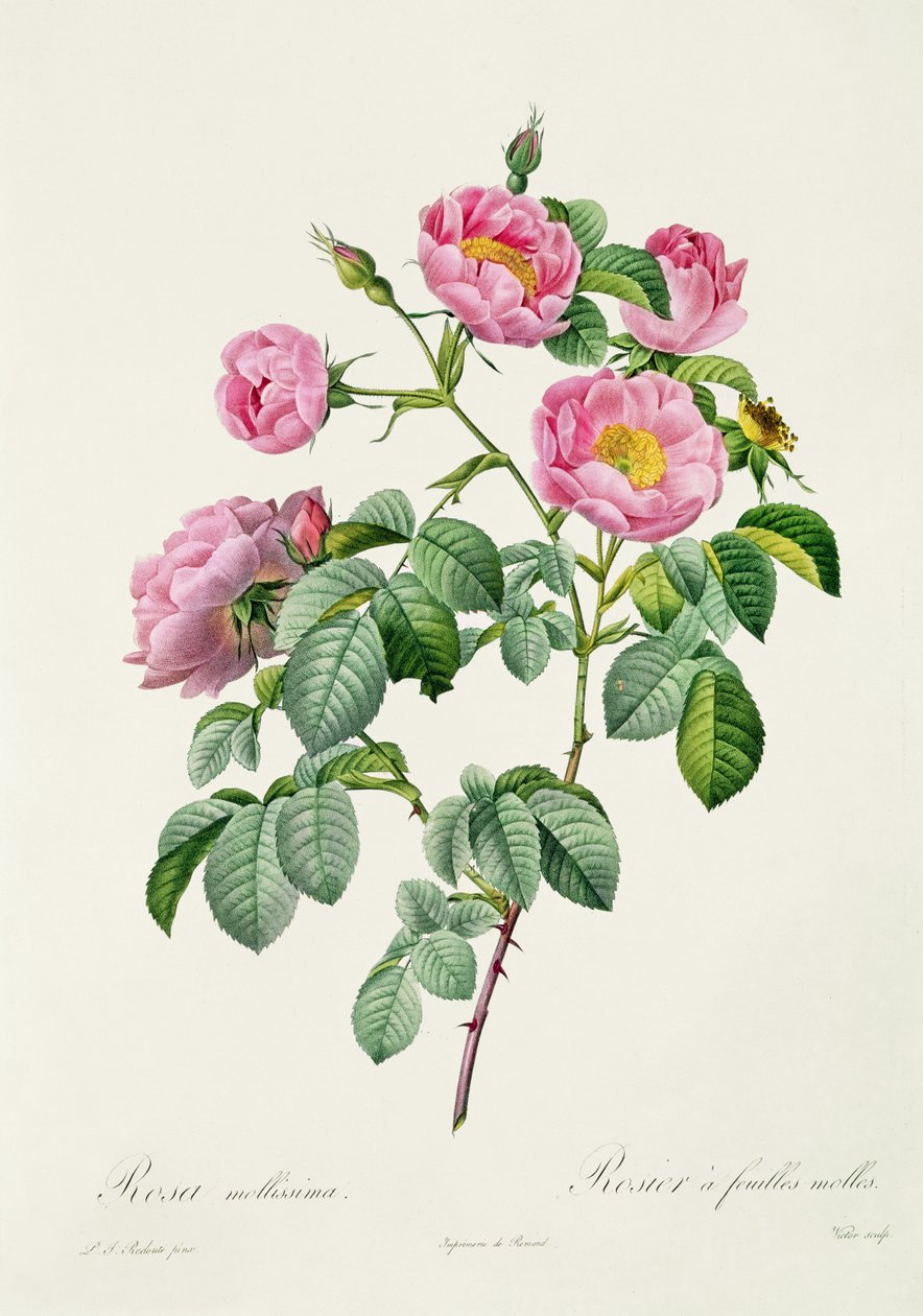 Rosa Mollissima, z „Les Roses” Claude