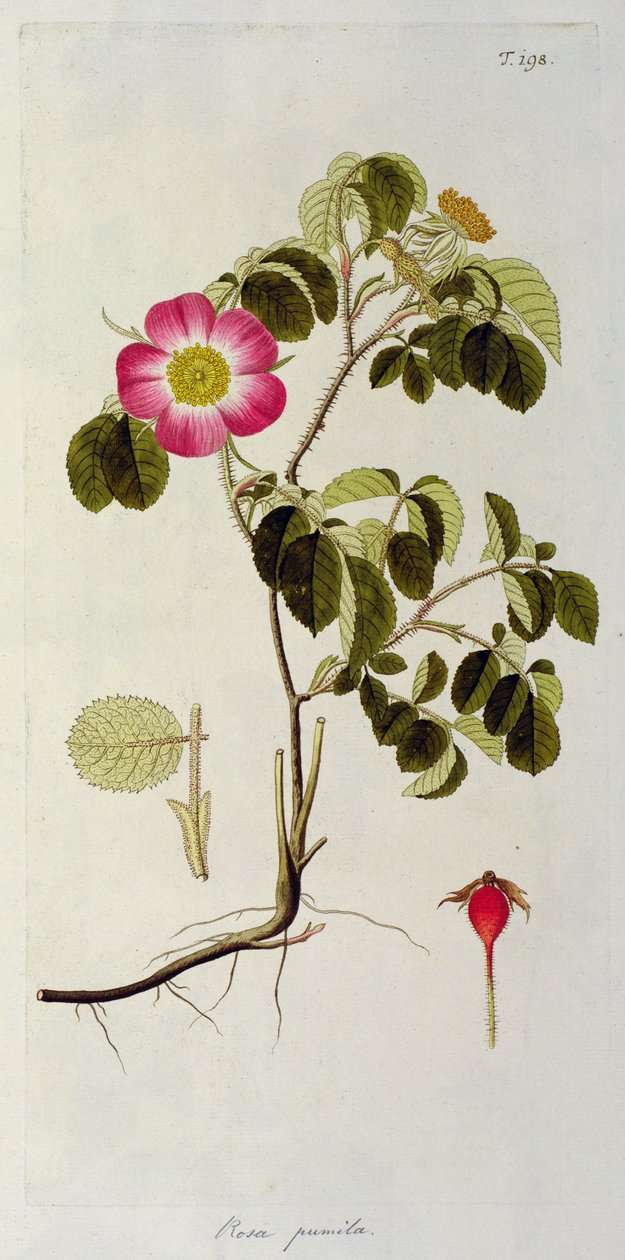 Rosa Pumila, z "Les Roses", tom II, XIX wiek autorstwa Pierre Joseph Redouté