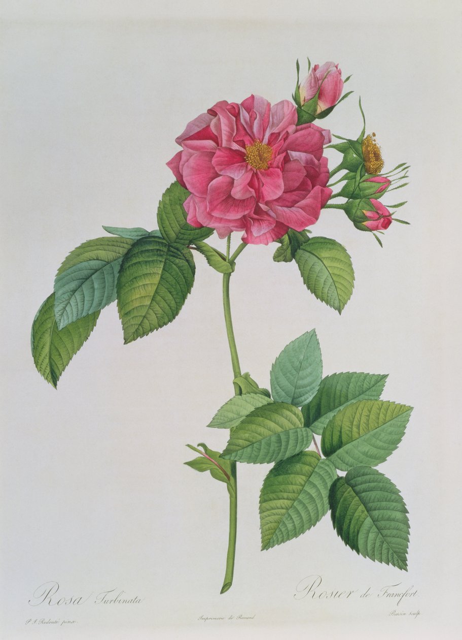 Rosa Turbinata, z „Les Roses”, tom 1, 1817 autorstwa Pierre Joseph Redouté
