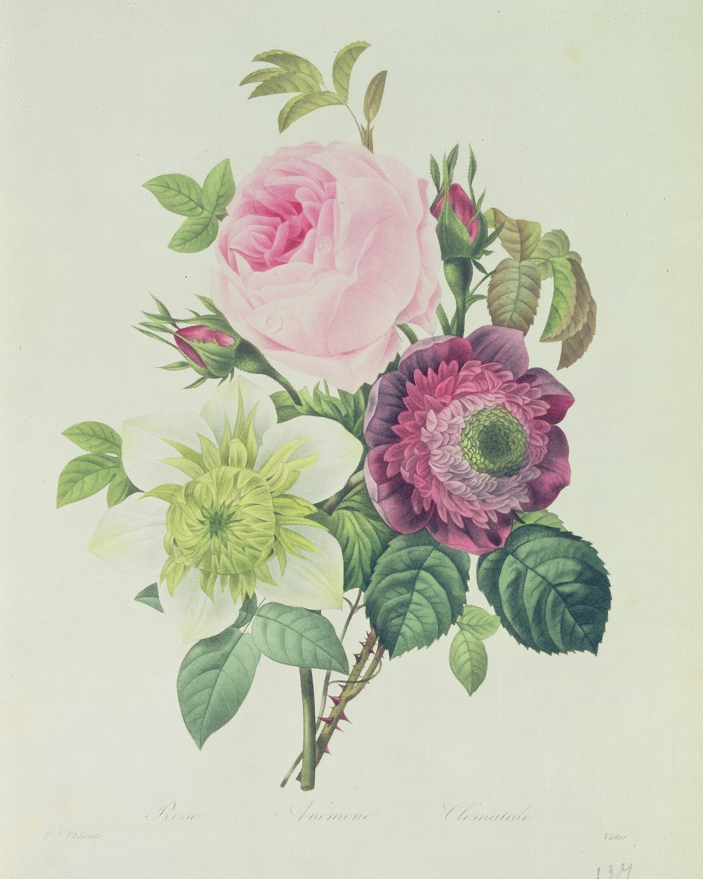 Róża, zawilec i klematyd, z „Les Roses”, XIX w. autorstwa Pierre Joseph Redouté