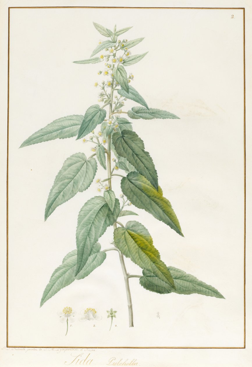 Sida Pulchella (grafit i wc na papierze welinowym) autorstwa Pierre Joseph Redouté