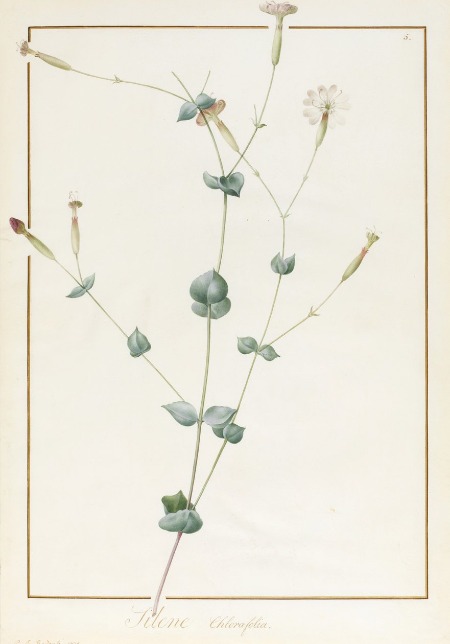 Silene Chloraefolia, 1810 (wc i kolor nadwozia nad grafitem na welinie) autorstwa Pierre Joseph Redouté
