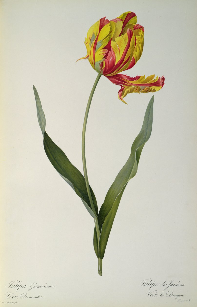 Tulipa gesneriana dracontia, z „Les Liliacees”, 1816 autorstwa Pierre Joseph Redouté