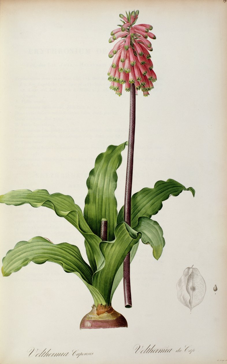 Veltheimia Capensis, z `Les Liliacees