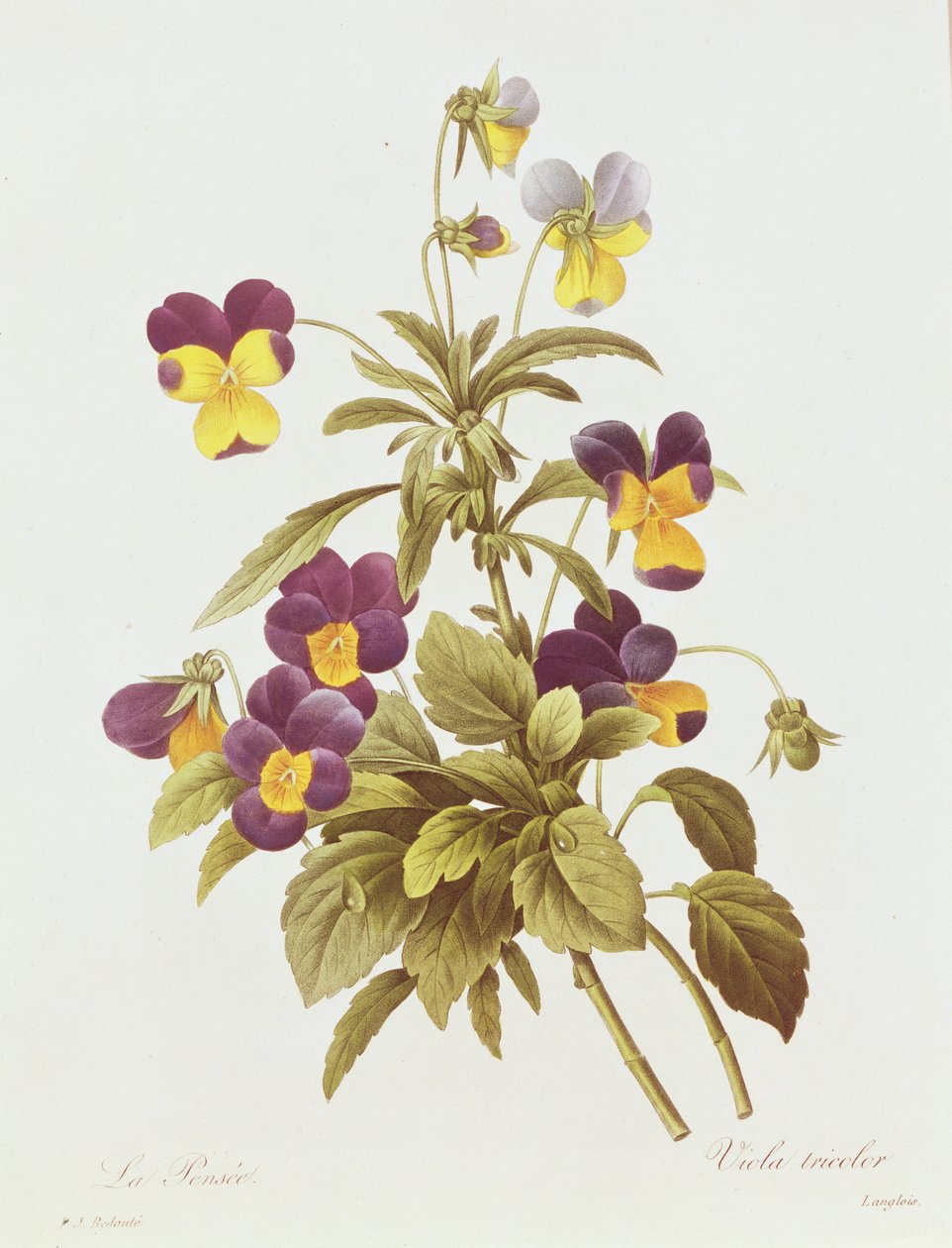Viola Tricolor (kolor grawerowany) autorstwa Pierre Joseph Redouté