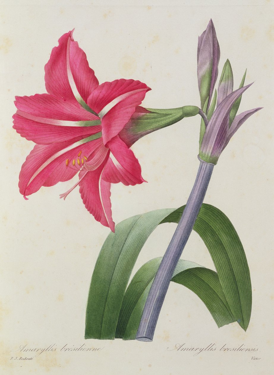Amaryllis bresiliensis (brazylijski amarylis), rytowany przez Victora, z „Wybór najpiękniejszych kwiatów”, ok. 1827-33 autorstwa Pierre Joseph Redouté
