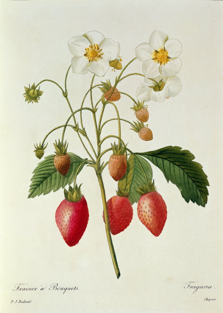Fragaria (Truskawka), wyryta przez Chapuis, z "Choix des Plus Belles Fleurs", 1827-33 autorstwa Pierre Joseph Redouté