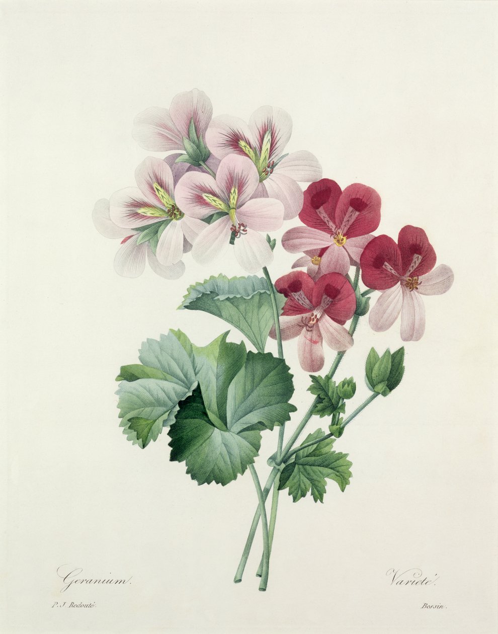 Odmiana geranium (dziób żurawia) z „Wyboru najpiękniejszych kwiatów”, 1827 autorstwa Pierre Joseph Redouté