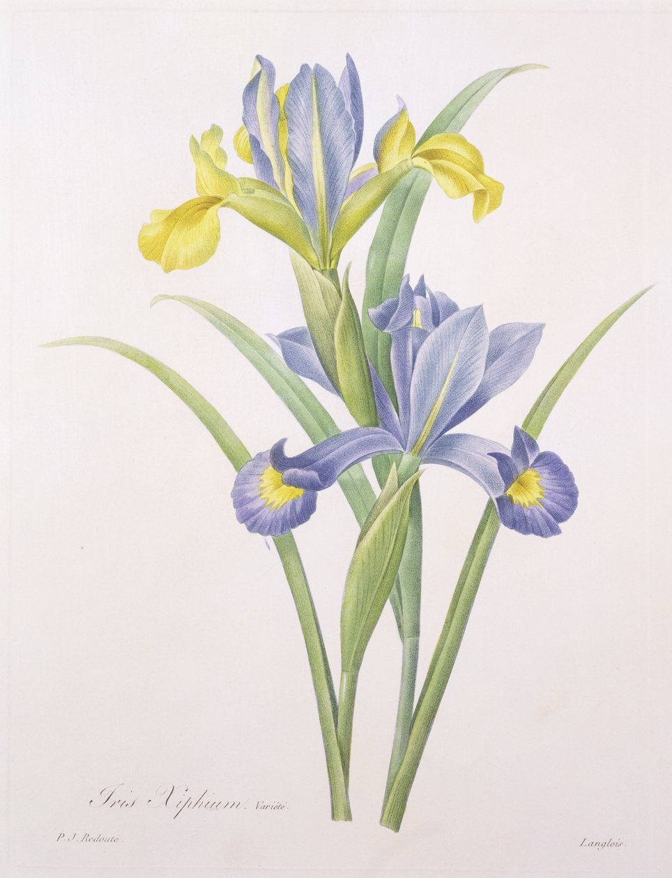 Iris xiphium, odmiana, wyryta przez Langlois, z "Choix des Plus Belles Fleurs", 1827 autorstwa Pierre Joseph Redouté