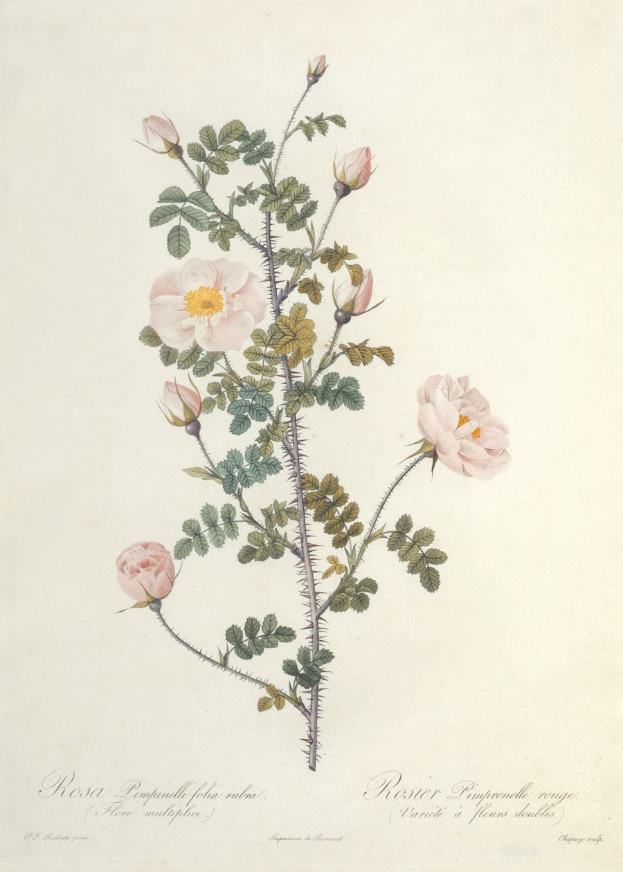 Rosa Pimpinellifolia Rubra Flore Multiplici, grawerowane przez Chapuy, wyd. Remond autorstwa Pierre Joseph Redouté