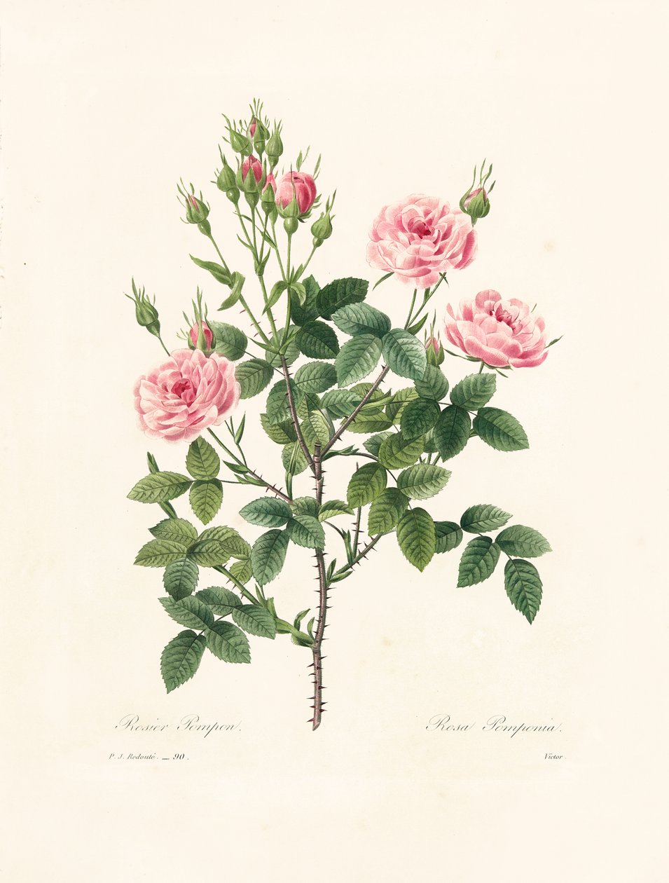 Rosa Pomponia, sztychowana przez Victora, z „Wybór najpiękniejszych kwiatów i najpiękniejszych owoców”, t. I, 1827-33 autorstwa Pierre Joseph Redouté