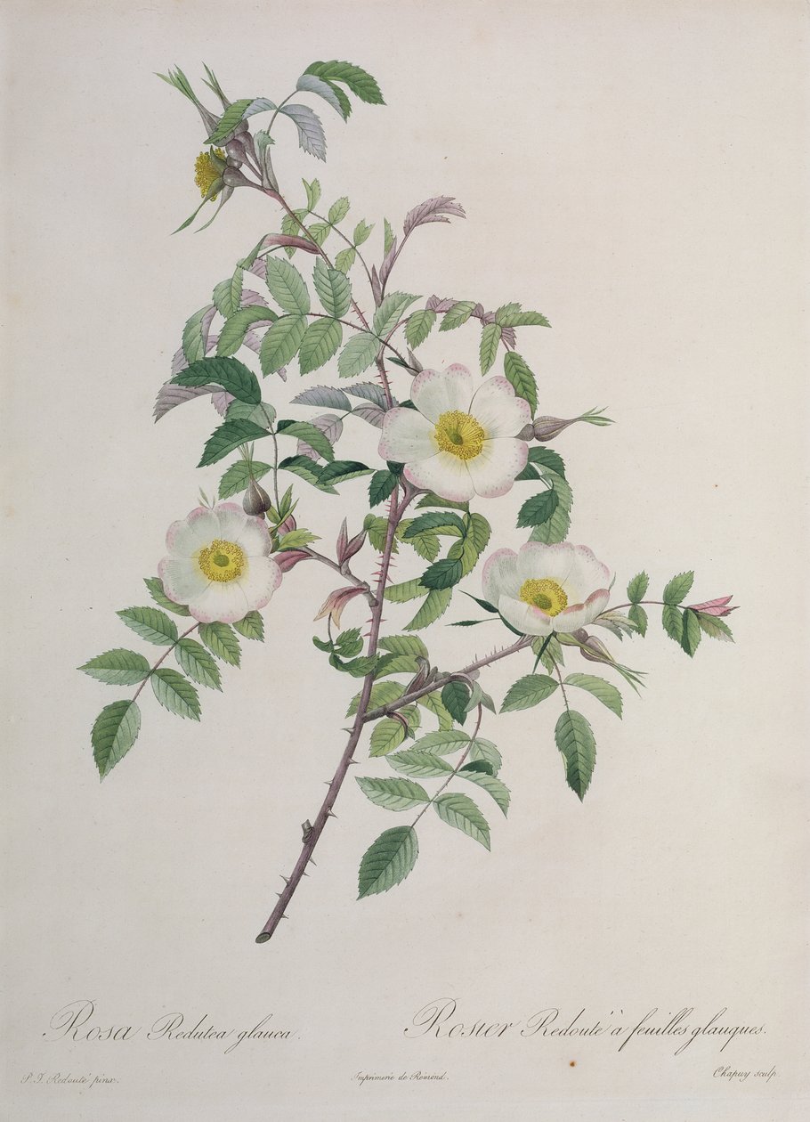Rosa Redutea glauca, grawerowane przez Chapuy, wyd. Remond autorstwa Pierre Joseph Redouté